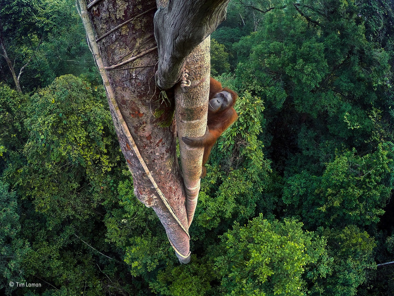 Risultati immagini per 52-wildlife-photographer-of-the-year2017 FOTO?