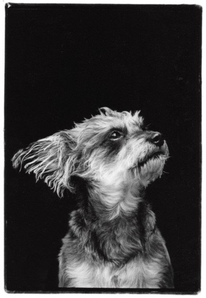  - 06-compawssion-portraits-of-rescued-dogs-frank-bruynbroek