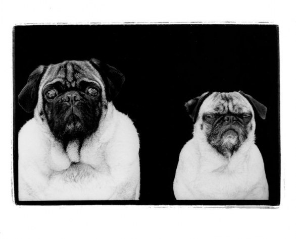 Compawssion Portraits Of Rescued Dogs �© Frank Bruynbroek