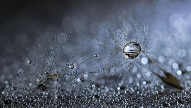Le macro di Miki Asai, tecnica, arte e poesia