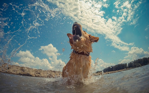 gopro