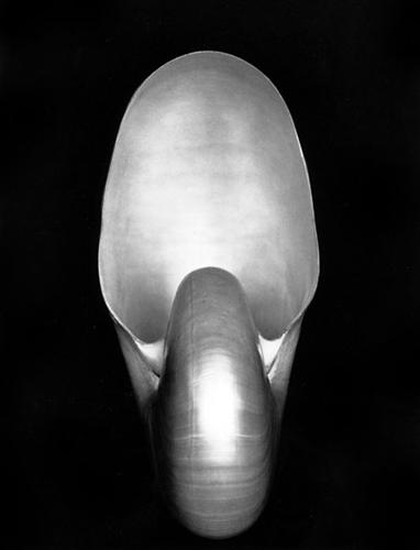 nautilus, Edward Weston, (1927)