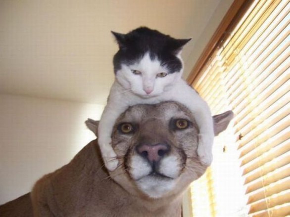 foto gatti indossati come cappello