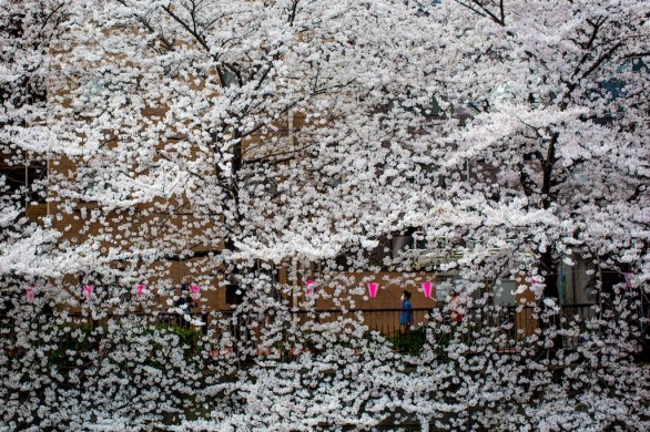 Foto Hanami - fioritura ciliegi giapponesi
