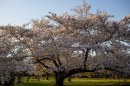 Foto Hanami - fioritura ciliegi giapponesi