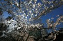 Foto Hanami - fioritura ciliegi giapponesi