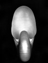 nautilus, Edward Weston, (1927)
