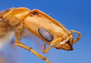 testa formica