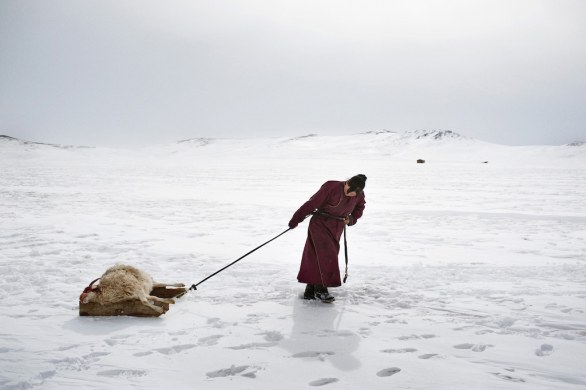 Erdena Tuya trascina una pecora uccisa dallo Dzud, Provincia di Arkhangai, Mongolia 2011 © Alessandro Grassani