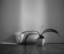 Noell S Oszvald - Untitle